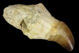 Fossil Rooted Mosasaur (Prognathodon) Tooth - Morocco #116973-1